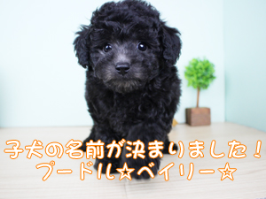 新しい仲間が増えました！